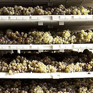 white grapes