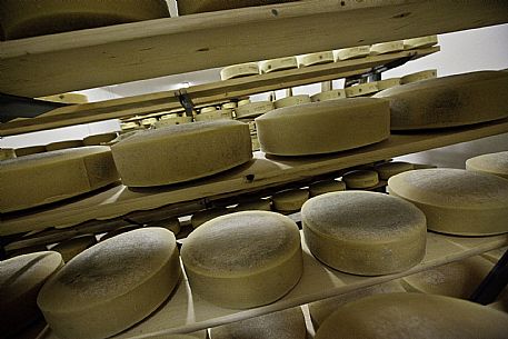 Trivignano - Caseificio Sociale - Produzione Formaggio Montasio