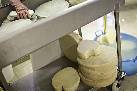 Trivignano - Caseificio Sociale - Produzione Formaggio Montasio