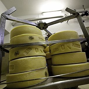 Trivignano - Caseificio Sociale - Produzione Formaggio Montasio