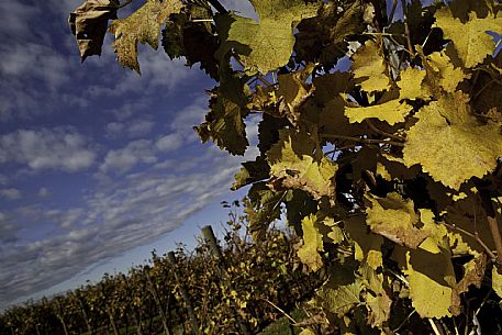 Farra d'Isonzo - Tenuta VIllanova