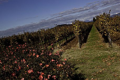 Farra d'Isonzo - Tenuta VIllanova