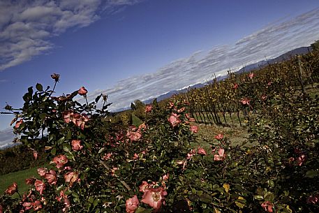 Farra d'Isonzo - Tenuta VIllanova