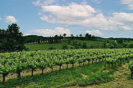 Russiz Superiore, Collio