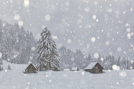 The typical barns of Sappada under an heavy snowfall