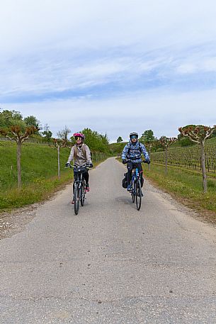 Cyclists among the vineyards.