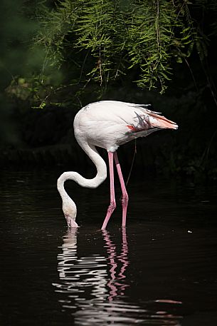 Lignano - Parco Zoo Punta Verde