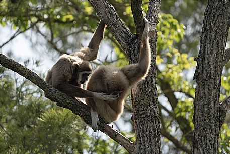 Lignano - Parco Zoo Punta Verde