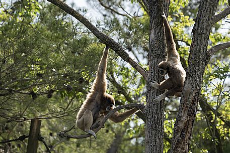 Lignano - Parco Zoo Punta Verde