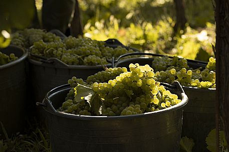 Harvesting 