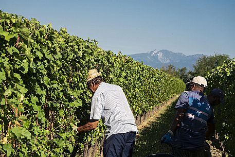 Harvesting 