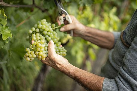 Harvesting 