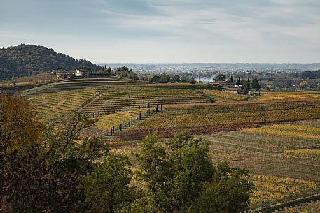 Colli Orientali Vineyard