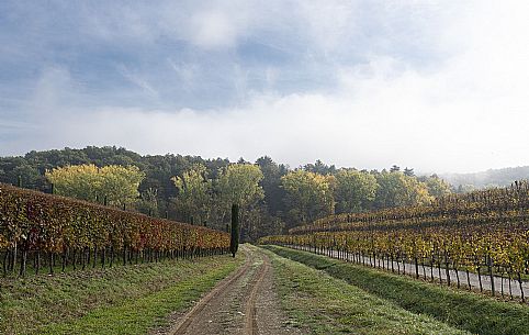 Colli Orientali Vineyard