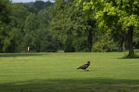 Golf Club Udine