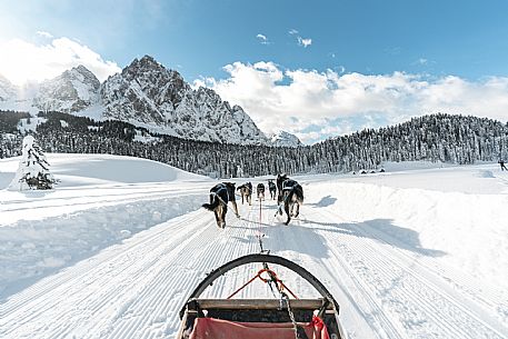 Sleddog a Sappada