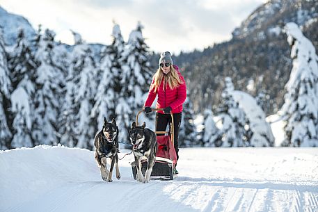 Sleddog a Sappada