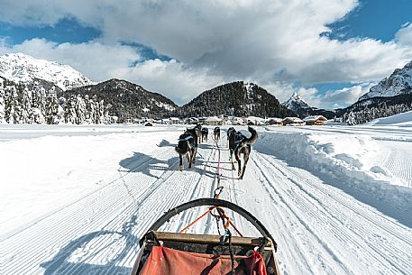 Sleddog a Sappada