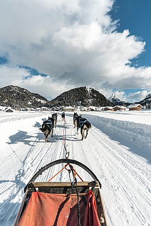 Sleddog a Sappada