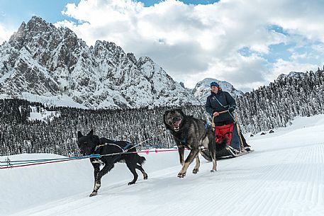 Sleddog a Sappada