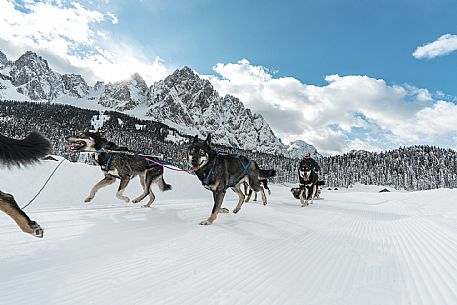 Sleddog a Sappada