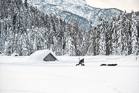 Sleddog a Sappada