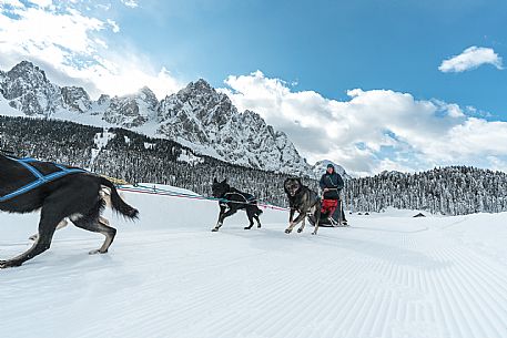 Sleddog a Sappada