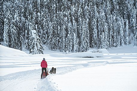 Sleddog a Sappada