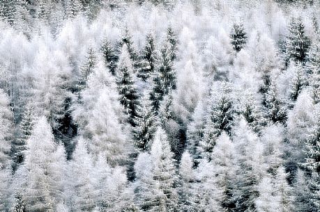 Larch Wood - Vajont