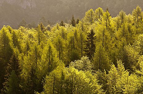 Larch Wood - Casera Lodina