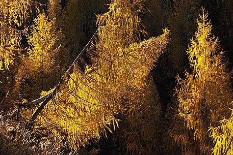 Larch Wood - Casera Lodina