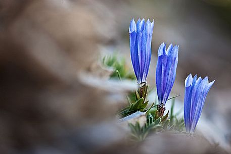 Gentian flowers