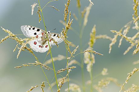 Butterfly Apollo