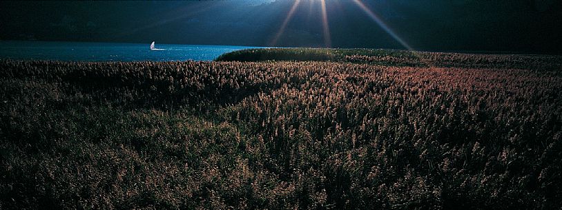 Cavazzo Lake