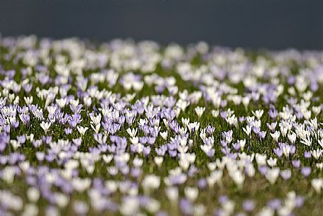 Crocus flowering