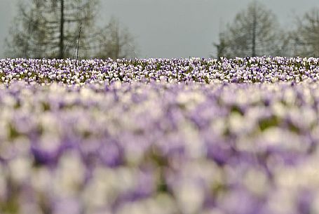 Crocus flowering