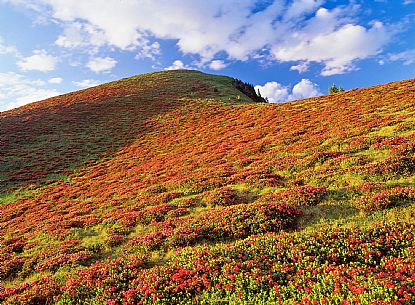 Rhododendrum on Monte Bivera