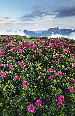 Rhododendrum on Monte Bivera