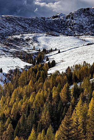 Alms in Sauris