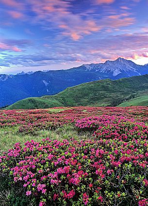 Rhododendrum on Monte Bivera