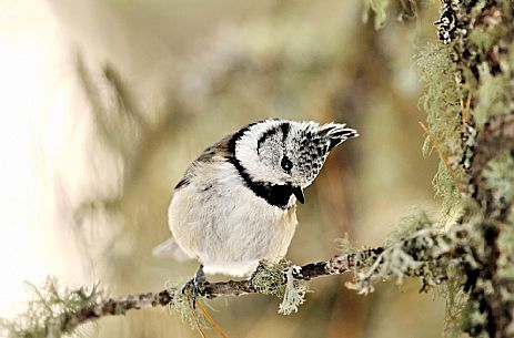 Chickadee