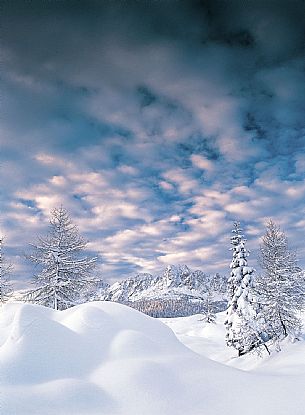 Snowy Landscape