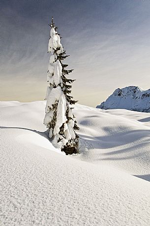 Snowy Landscape