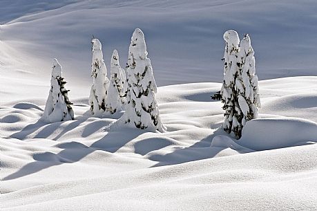 Snowy Landscape