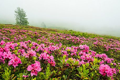 Flowering  along the circuit of the Sauris mountain pastures