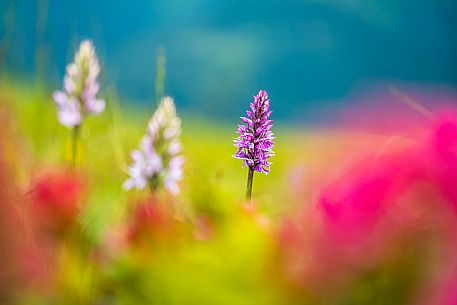 Flowering  along the circuit of the Sauris mountain pastures