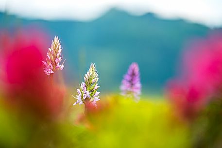 Flowering  along the circuit of the Sauris mountain pastures