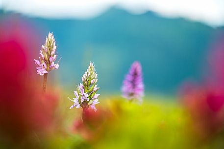 Flowering  along the circuit of the Sauris mountain pastures