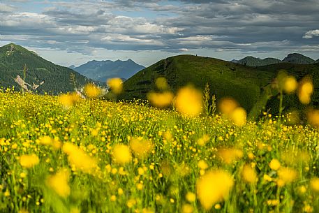 Flowering  along the circuit of the Sauris mountain pastures