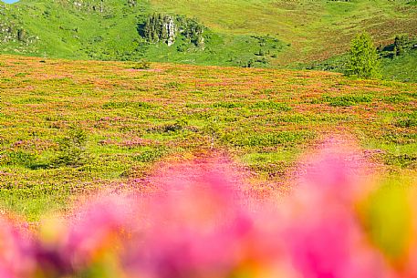 Flowering  along the circuit of the Sauris mountain pastures